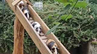 😂🚂 The Funniest Animal Train Ride EVER! | FunFM