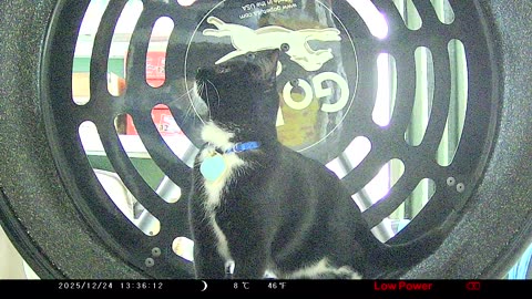 Cookie Cutter The Cat Random Footage, Filmed By KJK JDL201, Dbn, MI, Dec. 23 To 24, 2025
