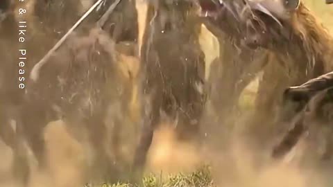 Porcupine Saves the Rabbit vs Hyenas