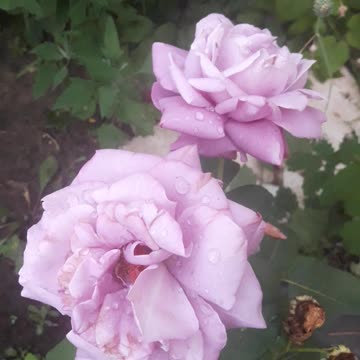 Rare Purple Roses