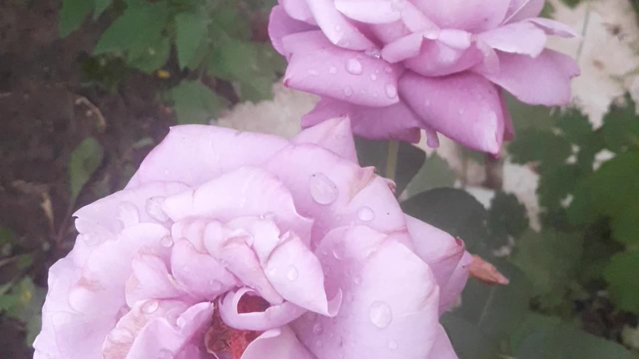 Rare Purple Roses