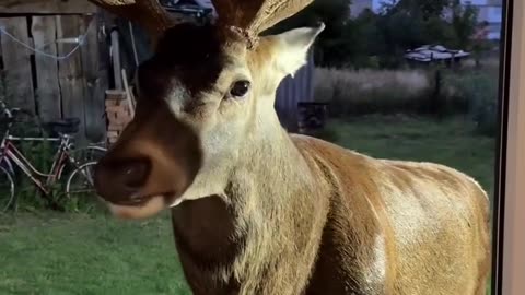Animal Gives Food – Heartwarming Animal Moment ❤️