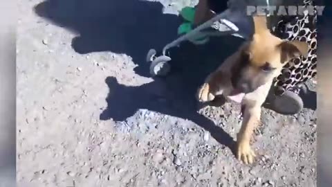 1 Hour of Babies and Dogs Creating Sweet Memories Together 🐕👶💞