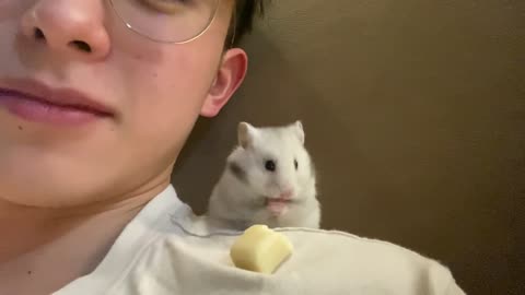 Little hamster cute pet
