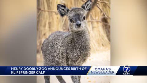 Omaha's Henry Doorly Zoo announces record-setting birth of klipspringer calf