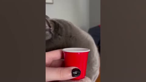 📹 25 minutes of Funniest Cat Videos In The World