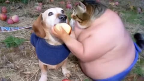 Dog and red apple fight cat