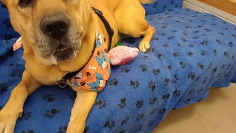 Mocha 7y A701189@TRN, from kennel 111 PACC shelter she's getting better around me slowly20251116115