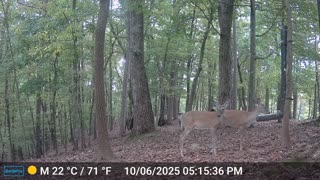 The Woods – 10/07/2025