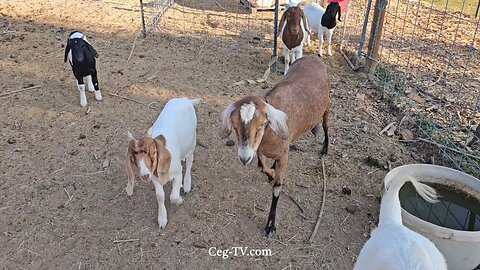 Graham Family Farm NW: 9:00 AM September 25 2025
