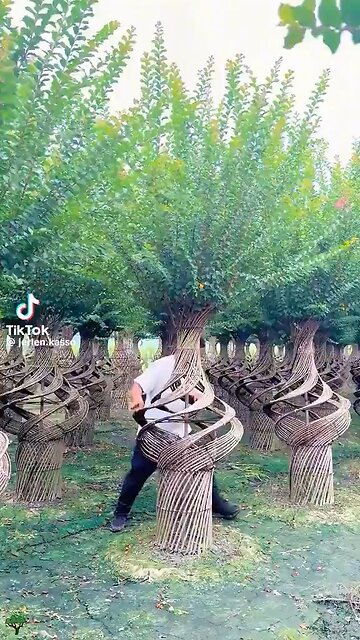 In China They Make Furniture Out Of Crepe Myrtle Trees While The Tree Is Still Growing🤯