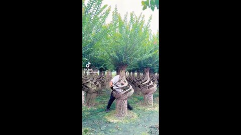 In China They Make Furniture Out Of Crepe Myrtle Trees While The Tree Is Still Growing🤯