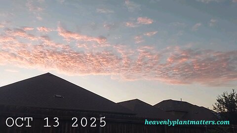 Early Morning: Collards and Sweet Potatoes!