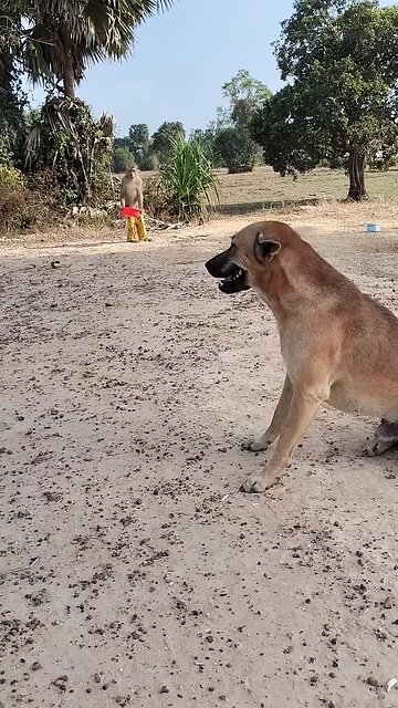 Lovely animal SokYaa, OG, Pao Mom Are Famous Around The World #shorts #anime #trend #edit