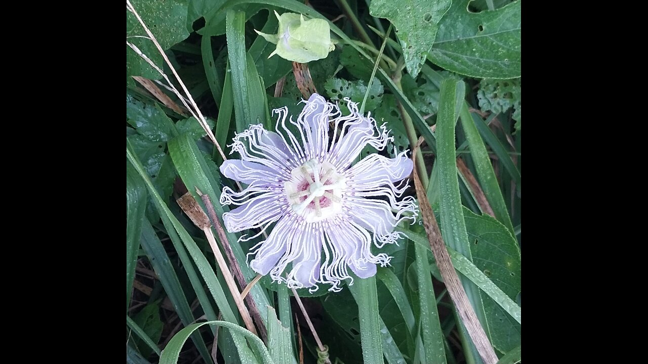 Artistic/Creative Flow