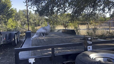 Nicotine and a Few of My Favorite Companies