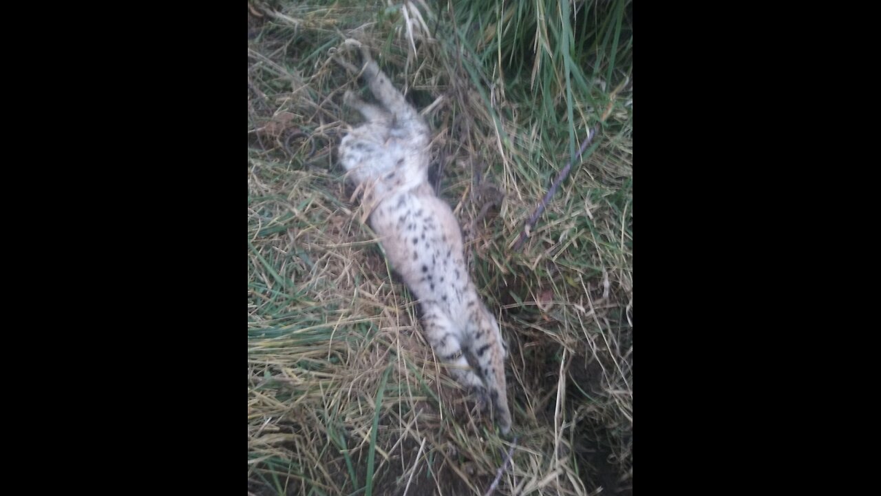 Bobcat Trapping the Heartland