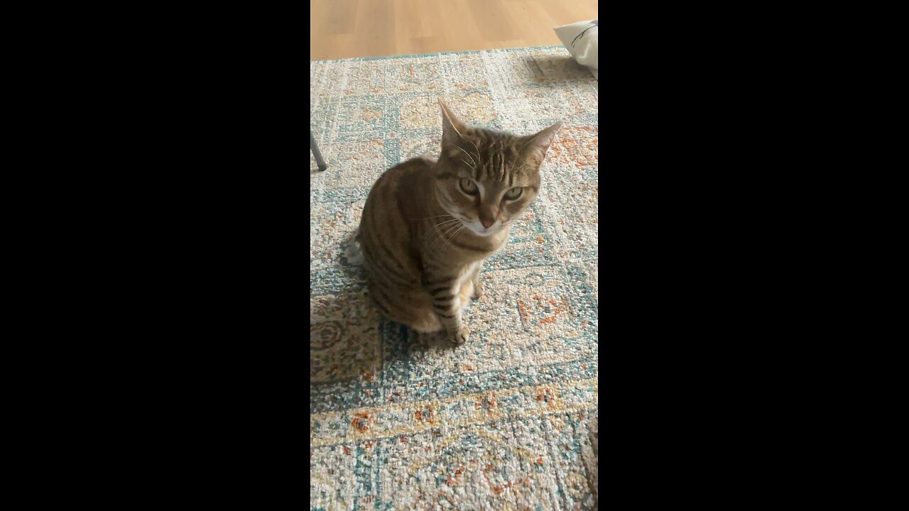 🙏🏻🐈‍⬛❤️😄