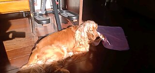 Dog Animals cute pet dog show