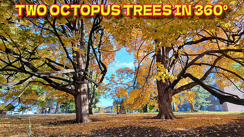 Two Octopus Trees In Thompson Park - Overland Park, Kansas