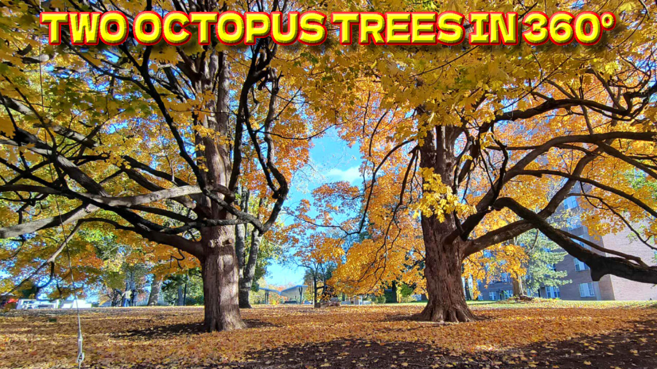Two Octopus Trees In Thompson Park - Overland Park, Kansas