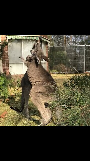Kangaroo playing