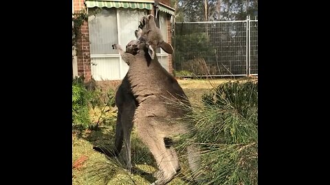Kangaroo playing