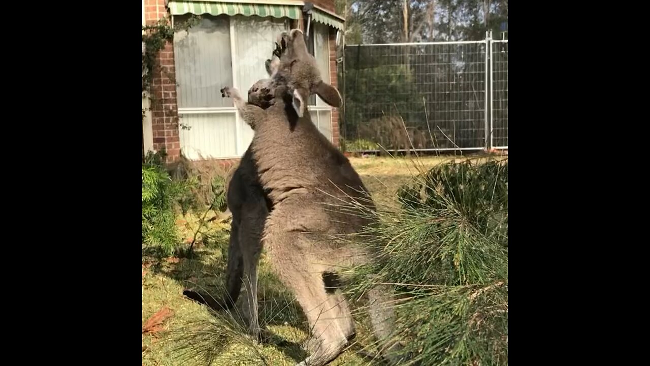 Kangaroo playing