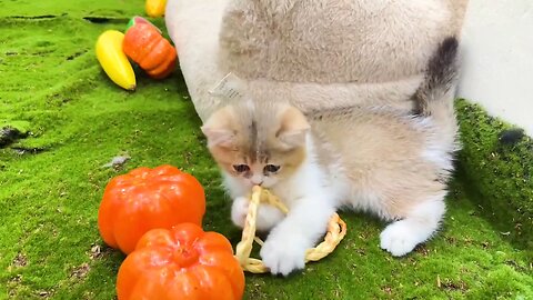 Nice Cat Playing Ground