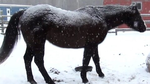 Snow Stallions! | The Best Cute, Funny Animal Videos Compilation