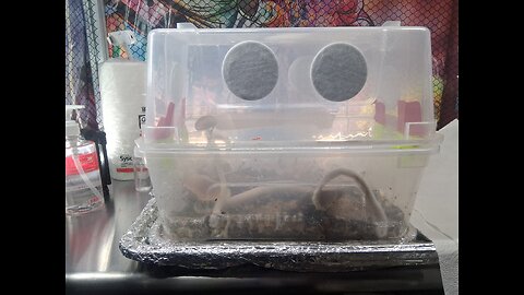 Flush #4 Mycology Harvest Mycology Mondays #142