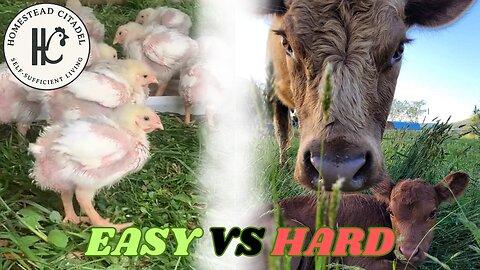 How to Choose the RIGHT Livestock for Your Homestead (Avoid This Costly Mistake!)