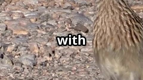 The Roadrunner – Nature’s Speedy Trickster 🏜️💨 | Fastest Bird of the Desert 🐦🔥