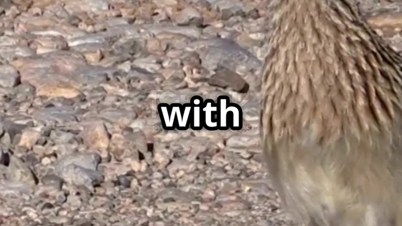 The Roadrunner – Nature’s Speedy Trickster 🏜️💨 | Fastest Bird of the Desert 🐦🔥