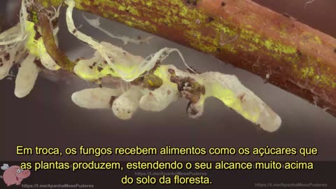 fungi