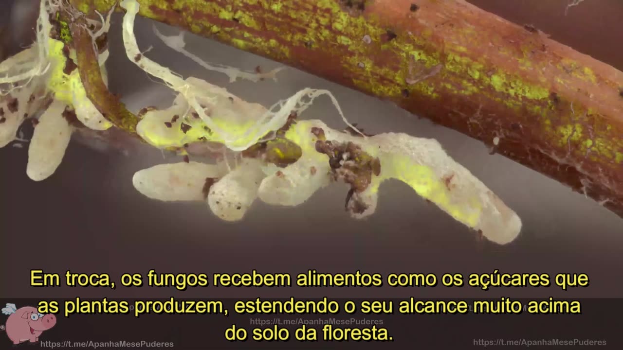 fungi