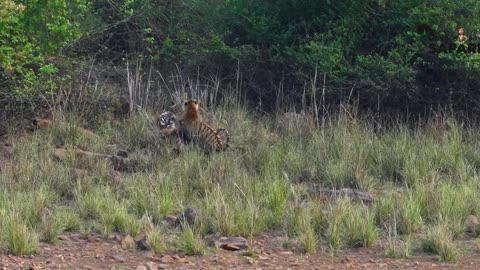 Tiger Territory Fight
