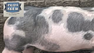 Trent Loos in the Morning - 11/18/2025