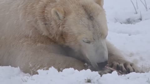 Polar Bear Eating