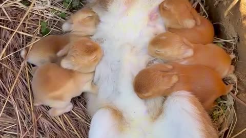 Bunny feeding babies