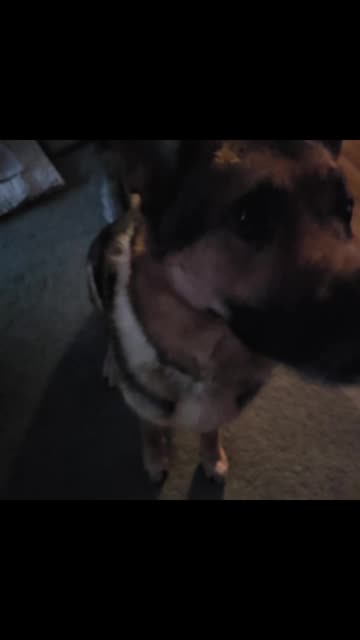 Good n Stuff dog chews.