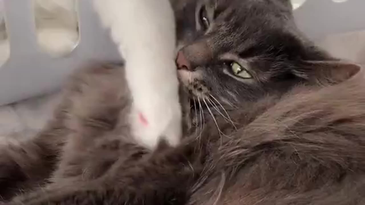 The new cat already accepted his future with his new sibling 😂😂