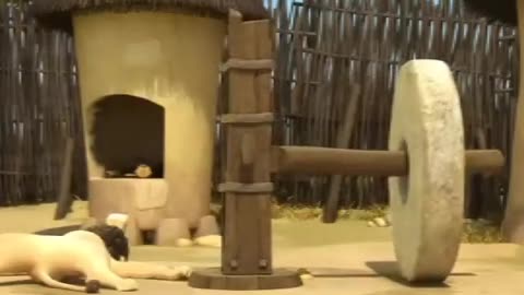 lion funny video 🦁🦁🦁😂😂😂😂😂😂😂😂#viral #trending #explorepage