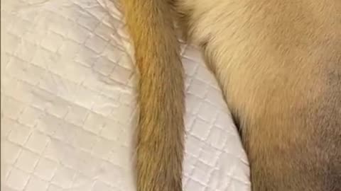 Amazon Basics Puppy Pee Pads – Leak-Proof, Quick-Dry, 5-Layer Review!