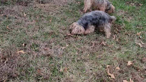 Dog, Dig, Dug -- Batman & Chewy's Mining Vacation #funnydogs #yorkies