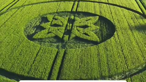 🌿👽 Bizarre Crop Circle in Sutton Veny, England on May 17, 2025! | TheTruthAbove
