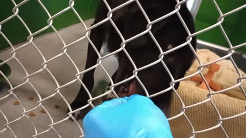 Obi 2y Pet Id 949836 kennel 3 HSSAZ shelter we'd never met before but he warms up nicely20251107675