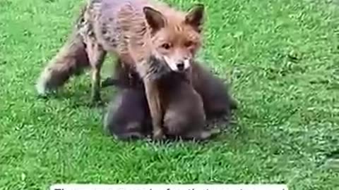 animals