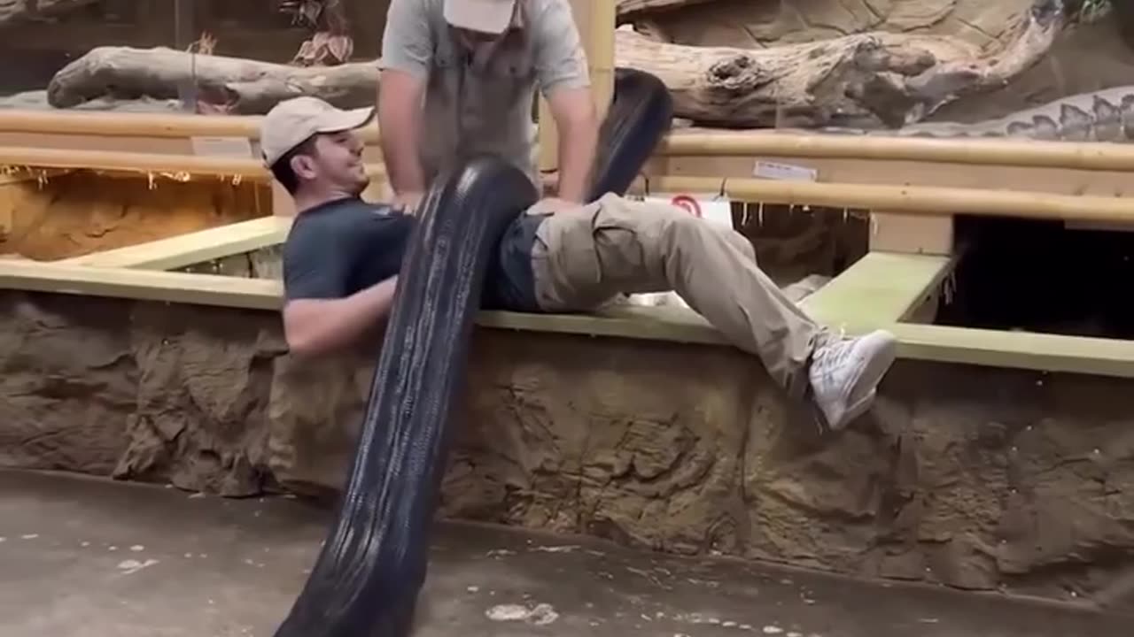 🤯🐍 Moving a 22ft Reticulated Python Back into Its Enclosure! | FeedMyCuriosity