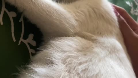 Baby Kittens Move Around in Mother's Womb